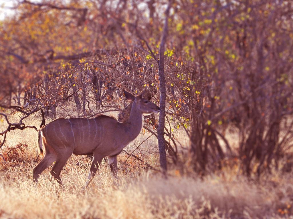 Dinkweng Safari Lodge The Waterberg Biosphere Exterior foto